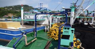 Karadenizli Balıkçılarda Sezon Heyecanı