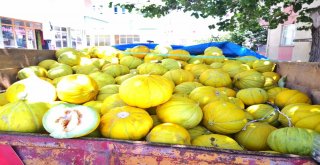 Çorumun Meşhur 10 Dilim Kavunu Tezgahta Yerini Aldı