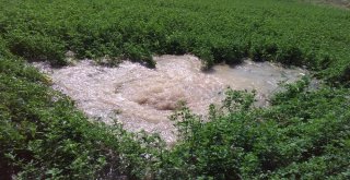 Boru Patladı, Mahsuller Su İçinde Yüzdü