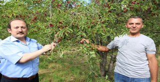 Bayburtta Vişne Hasadı