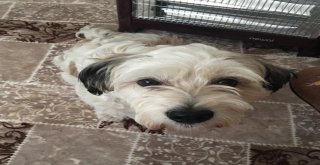 Antalyada Üniversite Öğrencisinin Köpeğini Bulana Ödül