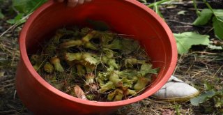 Doğu Karadenizde Fındık Hasadı Resmen Başladı