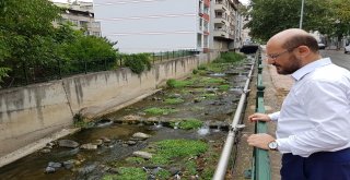 Niksarda Balık Ölümleri Vatandaşları Korkuttu