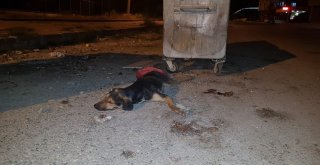 Osmaniyede Köpek Katliamı