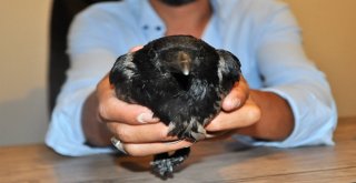 Yaralı Kargayı İyileşene Kadar Evinde Misafir Edecek