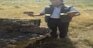 Gevaşta Kaçak Avlanan 8 Kınalı Keklik  Ele Geçirildi