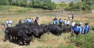 Muşta Damızlık Manda Dağıtımı
