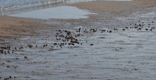 Orduda Sahile Fındık Vurmaya Devam Ediyor