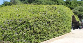 Trabzonda 450 Kişilik Hobbit Evi Yapıldı