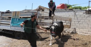 Suriyeli Ailelere İnek Ve Koyun Desteği