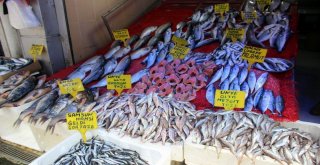 Karadenizde Ağustos Ayında Hamsi Çıktı