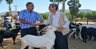 Kozanda Canlı Hayvan Kilogram Satış Fiyatı Açıklandı