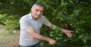 Tokatta Erik Ağacı Temmuz Ayında İkinci Kez Çiçek Açtı