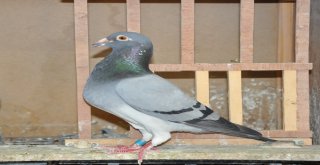 Mesafe Tanımayan Güvercin Sahibine Kupa Kazandırdı