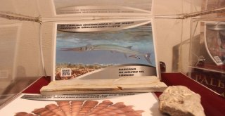 Bu Sergide Milyonlarca Yıl Önce Yok Olmuş Canlıları Görmek Mümkün