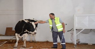 Kesileceğini Anlayan Kızgın İnek İğneyle Sakinleştirildi