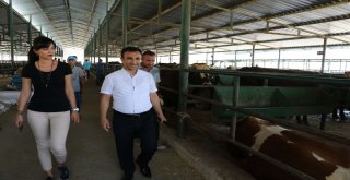 Kurban Bayramı Öncesi Büyükşehirden Sağlık Tedbiri