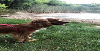 (Özel Haber) Sahipli Köpeği Çalan Hırsız Güvenlik Kameralarını Hesaba Katmadı