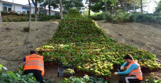 Bilecik Çiçeklerle Daha Da Güzelleşiyor