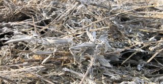 Burdurda Aromatik Bitkilerin Yağı Çıkartılıyor