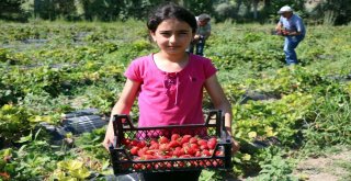 Köylüler Göçmesin Diye Alternatif Ürüne Yönelen Muhtar Örnek Oldu