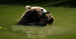 Sıcaktan Bunalan Ayıların Buzlu Meyve Keyfi