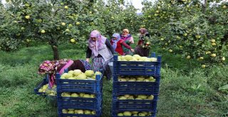 Dünyanın Ayva Merkezi Geyvede Ayva Hasadı Başladı