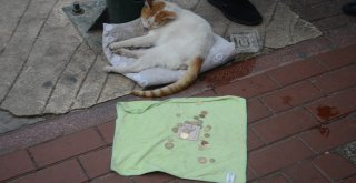 (Özel Haber) Mama İçin Dilenen Kedi Fenomen Oldu