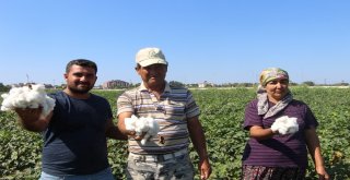 Antalyada Sezonun İlk Pamuğu Kilogramı 50 Liradan Satıldı
