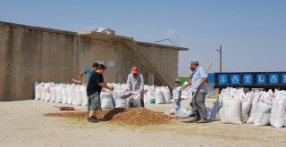 Adıyamanda Badem Hasadı Başladı