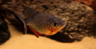 (Özel) Vanda ‘Akvaryum Müzesi Kuruldu