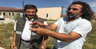 Tedavisi Tamamlamam Boyunçeviren Kuş Yaşam Alanına Bırakıldı
