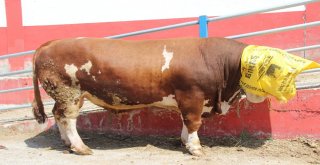 Erzurumda Araba Fiyatına Kurbanlık