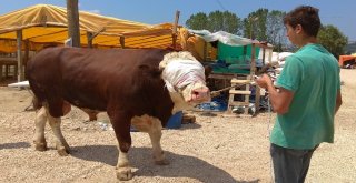 Kurban Pazarının Kralları Rekor Fiyattan Alıcı Buluyor
