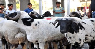 Akçakaledeki Kurbanlık Hayvan Pazarında Hareketlilik