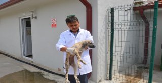 Barınakta Yakılmış Denilen Köpek Meğer Zifte Bulanmış
