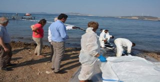 Başkan Acardan Foçaya Destek