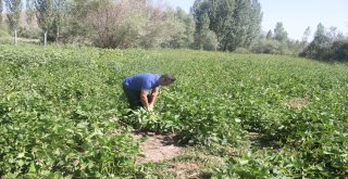Tercanda Taze Fasülye Yetiştiriciliği Geliştirilecek