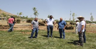 Mesire Alanında Çimlendirme Çalışması