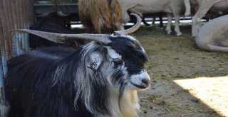 Denizlide Kurbanlık Hayvan Alışverişleri Hızlandı