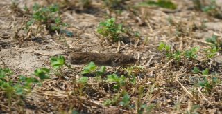 Bursada Tarlaları Fareler İstilâ Etti