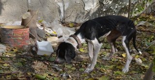 Ağaca Asılı Halde Bulunan Köpek Ölmek Üzereyken Bulundu