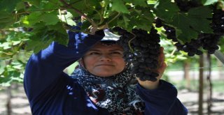 Manisada Üzüm Hasadı Başladı