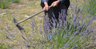 Frig Vadisi Lavanta Kokmaya Başladı