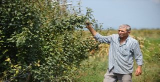 Borlu Su Sebzeleri Kuruttu