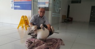 Gökten Pelikan Düştü