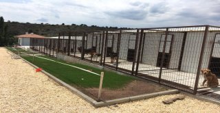 Eskişehirde Köpek Oteli Ve Çiftliği