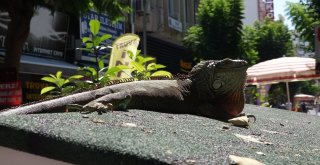 İş Yerinde Beslenen İguana İlgi Odağı Oldu