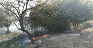 Boş Arazide Çıkan Yangın Zeytin Ağaçlarına Sıçradı