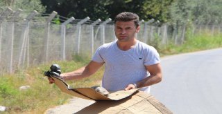 Tatilci Kaplumbağaya Siper Oldu